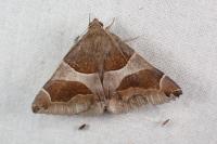 Dysgonia algira