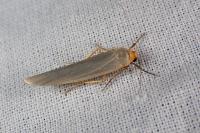 Eilema caniola