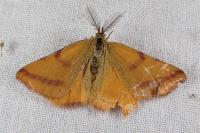 Lythria purpuraria