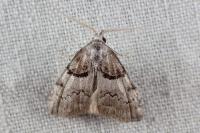 Nola tutulella