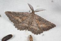 Nychiodes notarioi