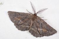 Nychiodes notarioi