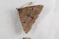 Zanclognatha zelleralis