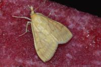 Ostrinia nubilalis