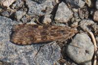 Nomophila noctuella