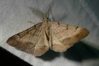 Selidosema brunnearia brunnearia