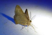 Selidosema brunnearia brunnearia