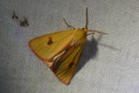 Diacrisia sannio