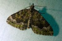 Colostygia olivata