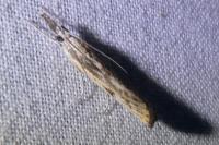 Agriphila