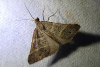 Perigune narbonea
