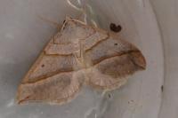 Scotopteryx luridata/mucronata