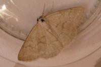 Pseudoterpna pruinata