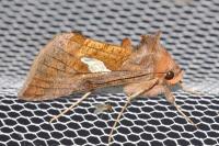 Autographa bractea