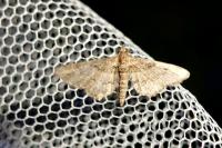 Gymnoscelis rufifasciata