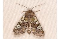 Crypsedra gemmea