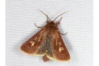 Cerapteryx graminis