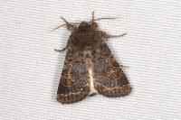 Tholera cespitis