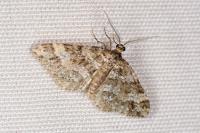 Mesotype didymata