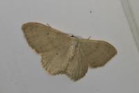 Idaea straminata