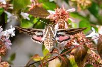 Hyles livornica