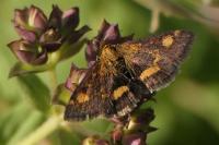 Pyrausta aurata