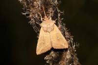 Mythimna albipuncta