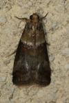 Acrobasis tumidana