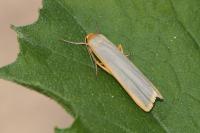 Manulea complana
