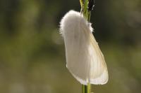 Leucoma salicis