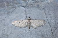 Eupithecia ochridata