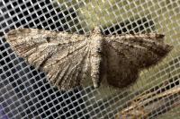 Eupithecia