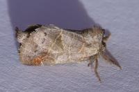 Clostera pigra