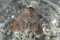 Clostera pigra