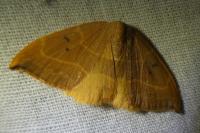 Watsonalla binaria