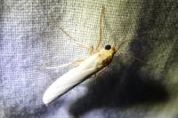 Eilema caniola