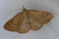 Paracolax tristalis
