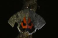 Catocala nupta