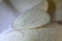 Sphrageidus similis