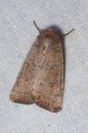 Hoplodrina ambigua/blanda