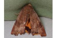 Noctua janthe
