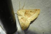 Crocallis elinguaria