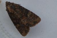Mesapamea secalella/secalis