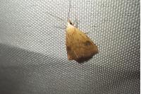 Rivula sericealis