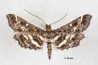 Diasemiopsis ramburialis
