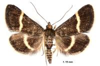 Pyrausta cingulata