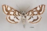 Nymphula nitidulata
