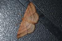 Scopula rubiginata