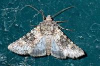 Hecatera dysodea