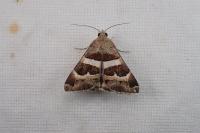 Grammodes stolida